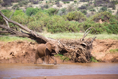 An elephant familiy on the banks of a river in the middle of the National Parkの写真素材