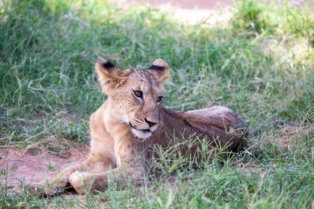 The lions rest in the grass of the savannaの写真素材