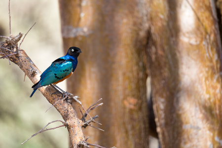 Very colorul native birds sit on branchesの写真素材