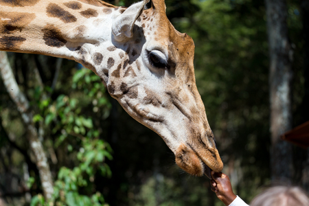 A close-up of one giraffe's headの写真素材