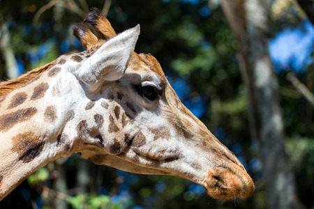 A close-up of one giraffe's headの写真素材