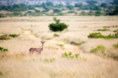 The antelope stands in the grass and looks into the distanceの写真素材