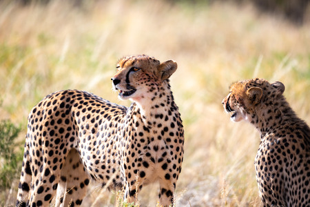 One cheetah couple sits in the grass and looks into the distanceの写真素材