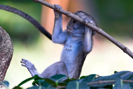 The monkey climbs around on a branchの写真素材
