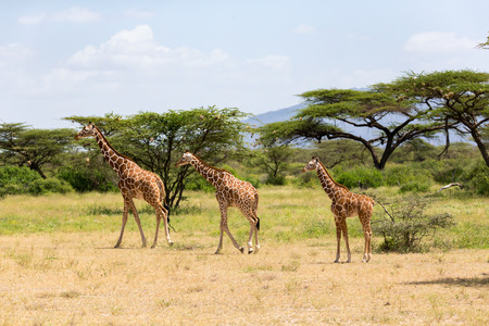 A several giraffes are walking through the grasslandの写真素材