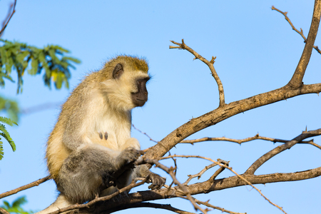 One monkey sits on the branch of a treeの写真素材