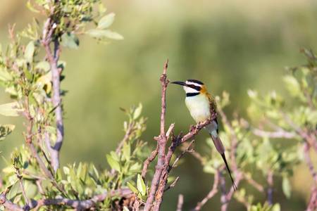 The Local bird is sitting on a branch in Kenyaの写真素材