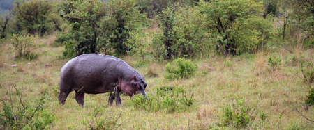 The hippo is walking in the savannahの写真素材