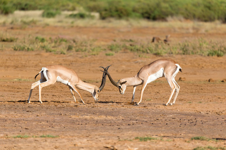 The battle of two Grant Gazelles in the savannah of Kenyaの写真素材