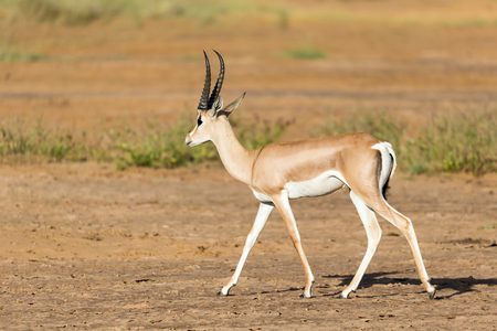 One Grant Gazelle stands in the middle of the grassy landscape of Kenyaの写真素材
