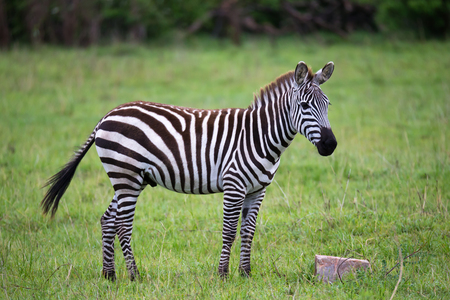 Some Zebras in the middle of the savannah of Kenyaの写真素材