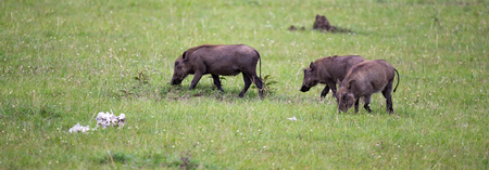 Some Warthogs are grazing in the savannah of Kenyaの写真素材
