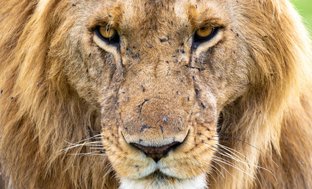 A face of a big lion in closeupの写真素材