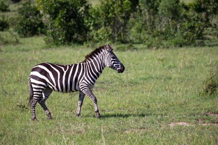 Some Zebras in the middle of the savannah of Kenyaの写真素材