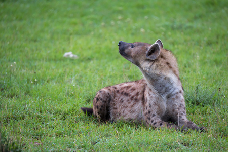 The hyena is lying in the grass in the savannah in Kenyaの写真素材