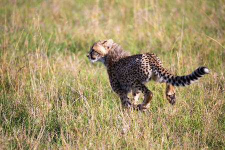 A cheetah walks between grass and bushes in the savannah of Kenyaの写真素材