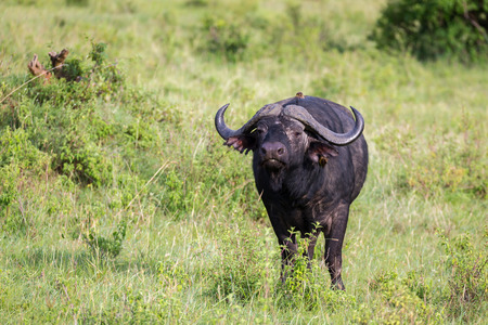 Some big Buffalos are standing in the grass and grazing in the savannah of Kenyaの写真素材