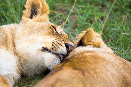 Some young lions cuddle and play with each otherの写真素材