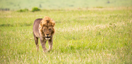 One big male lion is walking in the savannahの写真素材