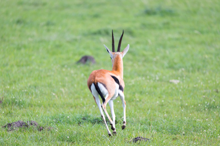 A Thomson Gazelle in the Kenyan savannah amidst a grassy landscapeの写真素材