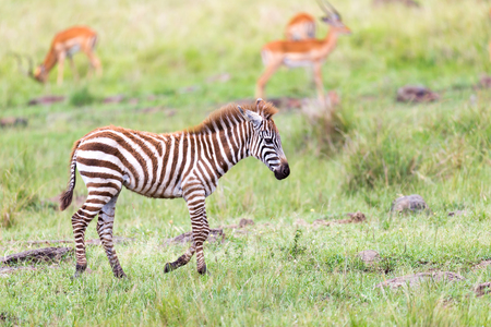 The Zebra family grazes in the savanna in close proximity to other animalsの写真素材
