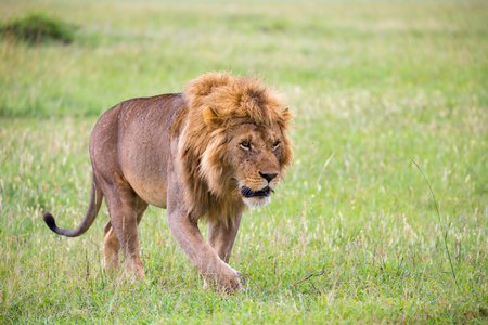 One big male lion is walking in the savannahの写真素材