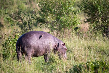 One hippopotamus is grazing in a meadowの写真素材