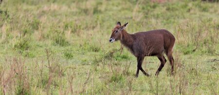 One waterbuck walks in the grass through the Kenyan countrysideの写真素材