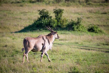 The Eland, the largest antelope, in a meadow in the Kenyan savannaの写真素材
