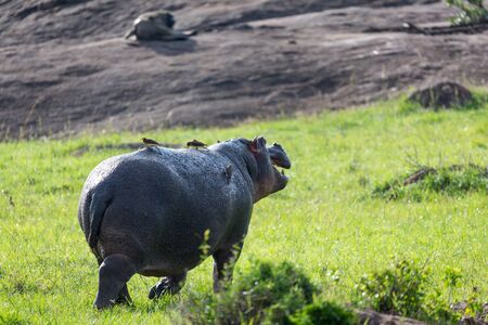 One hippopotamus runs on a grass meadowの写真素材
