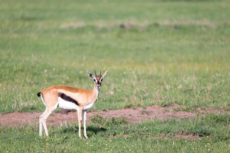The Thomson gazelles in the middle of a grassy landscape in the Kenyan savannaの写真素材