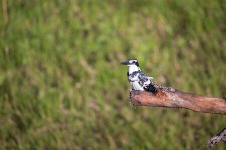 A local Kenyan birds in colorful colors sit on the branches of a treeの写真素材