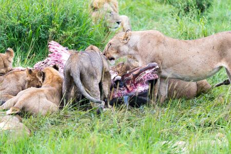 The lion family is eating a buffalo between tall grassの写真素材