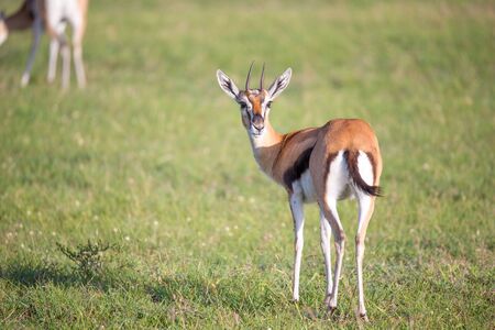 The Thomson gazelles in the middle of a grassy landscape in the Kenyan savannaの写真素材