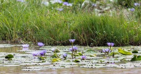 Some Beautiful purple flowers on the water of a lakeの写真素材