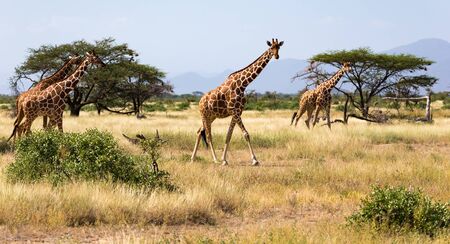 Giraffes in the savannah with many trees and bushes in the backgroundの写真素材