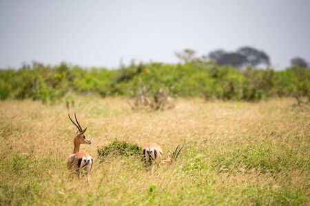 The Grant gazelle walks between tall grassの写真素材