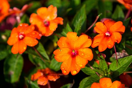 An orange flowers with drops of water on the flowersの写真素材