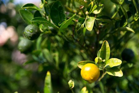 A tangerine trees with unripe fruits and green leavesの写真素材