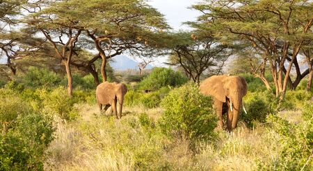 Some elephants walk through the jungle amidst a lot of bushesの写真素材