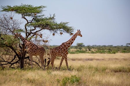 The Somalia giraffes eat the leaves of acacia treesの写真素材