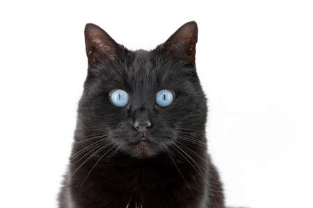 Beautiful black cat poses on a white backgroundの写真素材