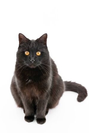 Beautiful black cat poses on a white backgroundの写真素材