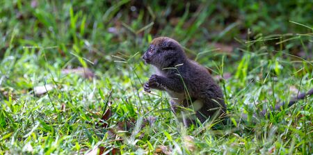 One Little lemur in the rainforest on the island of Madagascarの写真素材