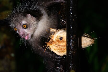 One rare, nocturnal aye-aye lemur with a coconutの写真素材