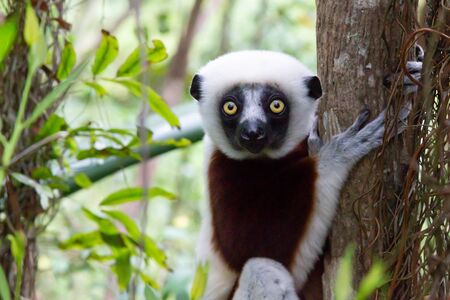 One portrait of a Sifaka lemur in the rainforestの写真素材