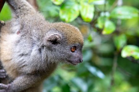 One little lemur on the branch of a tree in the rainforestの写真素材