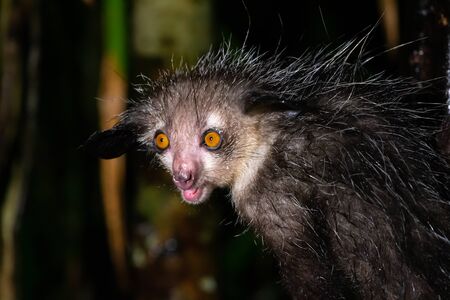 One of The rare Aye-Aye lemur that is only nocturnalの写真素材
