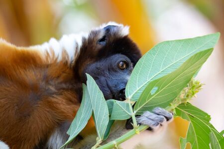 One Sifaka lemur that has made itself comfortable in the treetopの写真素材