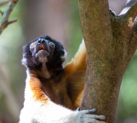 One Sifaka lemur that has made itself comfortable in the treetopの写真素材